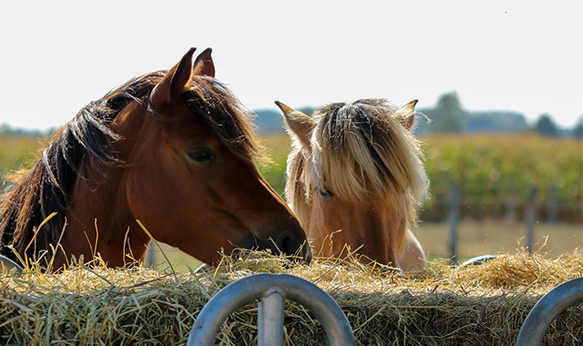 Подарочный сертификат на Конные прогулки