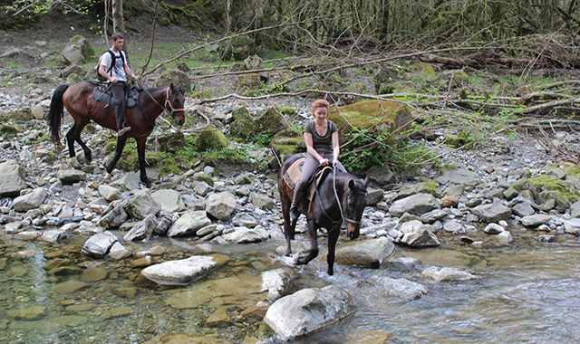 Прогулка с животными