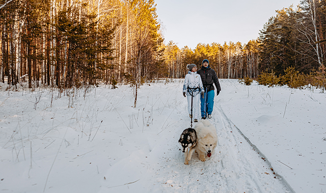 Где в Екатеринбурге можно покататься на ездовых собаках