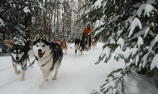 Прогулка с животными в Санкт-Петербурге (СПБ)