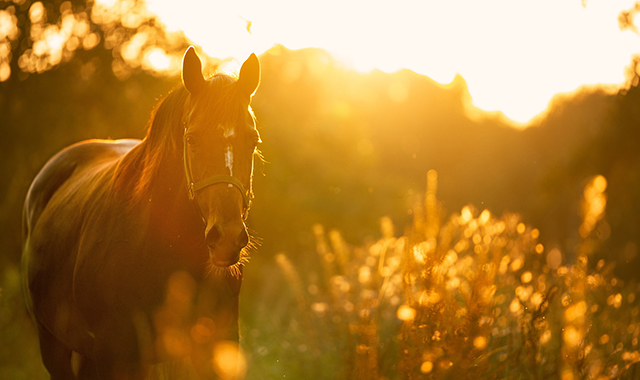Животные на ферме для детей в Санкт-Петербурге (СПБ)
